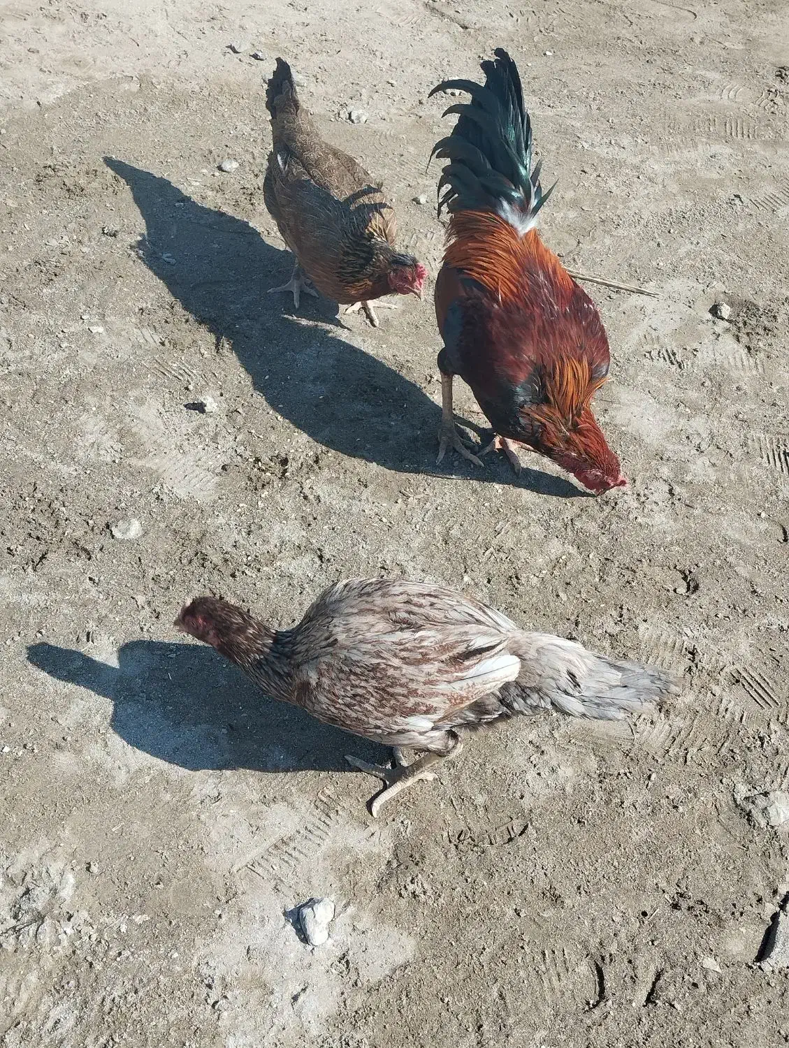 مرگ محلی اصل|حیوانات مزرعه|قلعه گنج, |دیوار