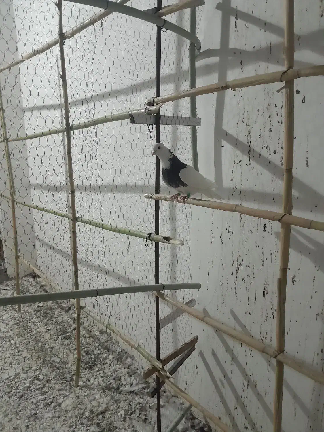 کبوتر کاکل|پرنده|قرق, |دیوار