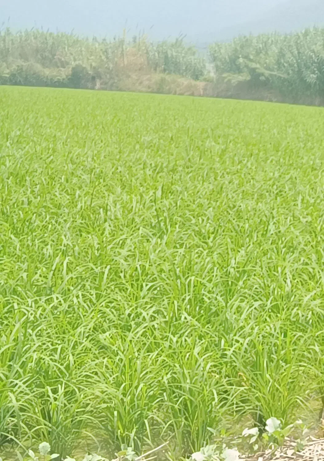 برنج فجر دارم کسی خواست|خوردنی و آشامیدنی|خان ببین, |دیوار