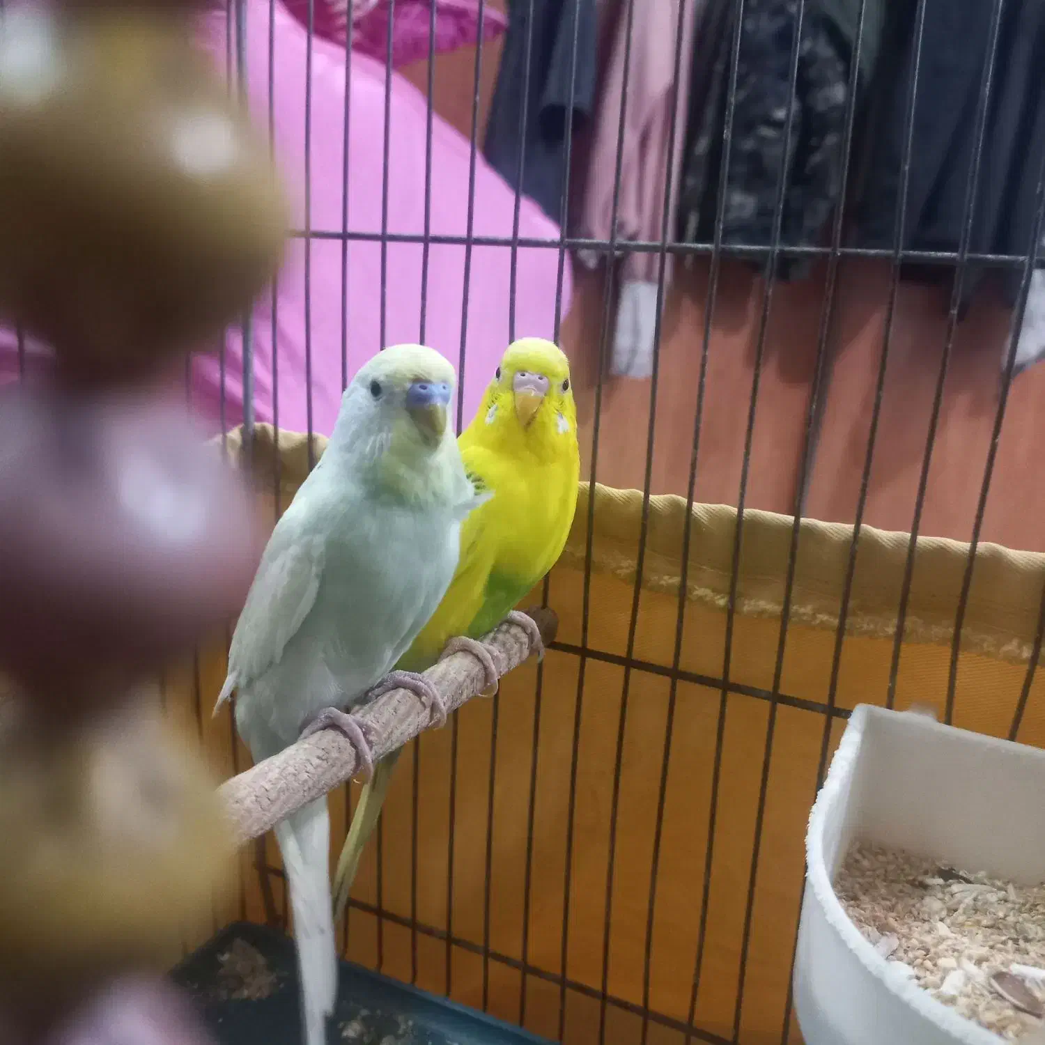 مرغ عشق|پرنده|قم, شهرک مهدیه (مدرس)|دیوار