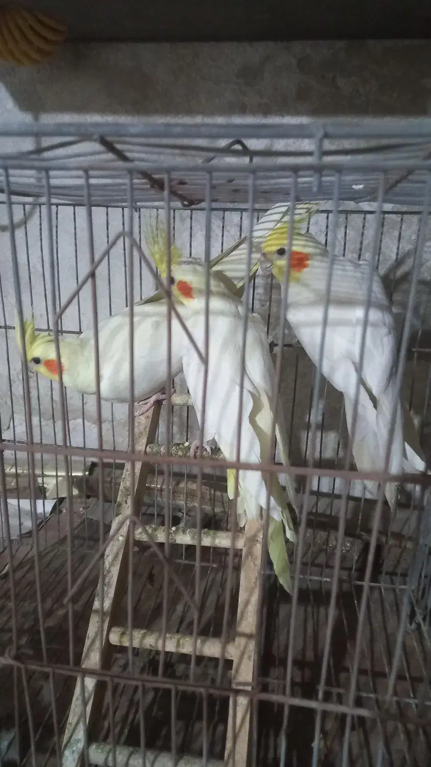 ۲عدد ماده یه نر سخنگو سالم سرحال|پرنده|کاشان, امام خمینی|دیوار