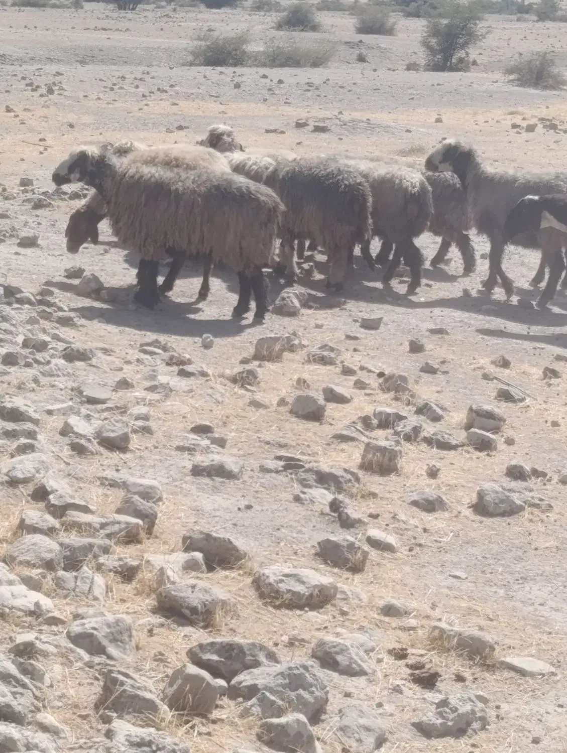 43راس شیشک|حیوانات مزرعه|فراشبند, |دیوار