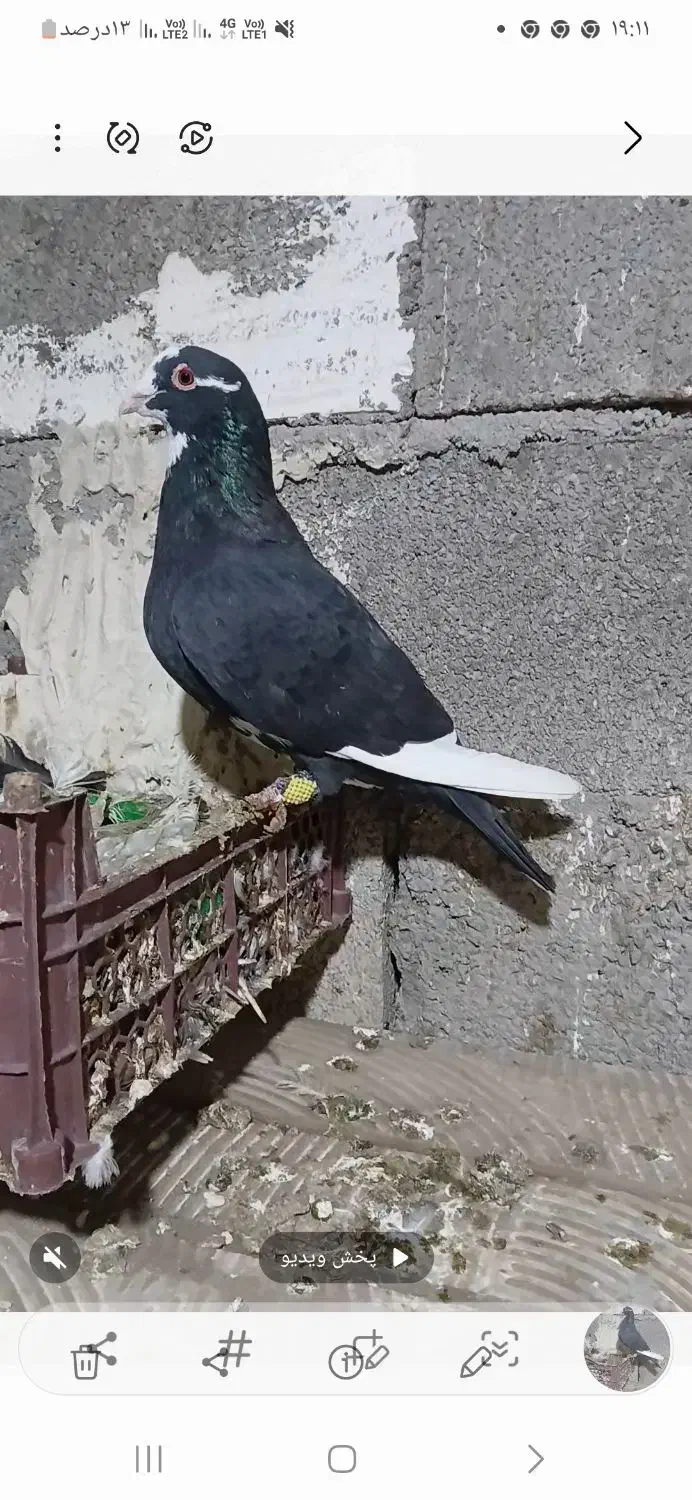 کبوتر دورگ|پرنده|شوش, |دیوار