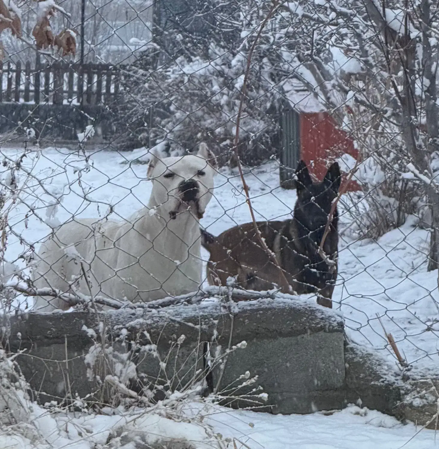 سگ نر جوون|سگ|شیروان (خراسان), |دیوار