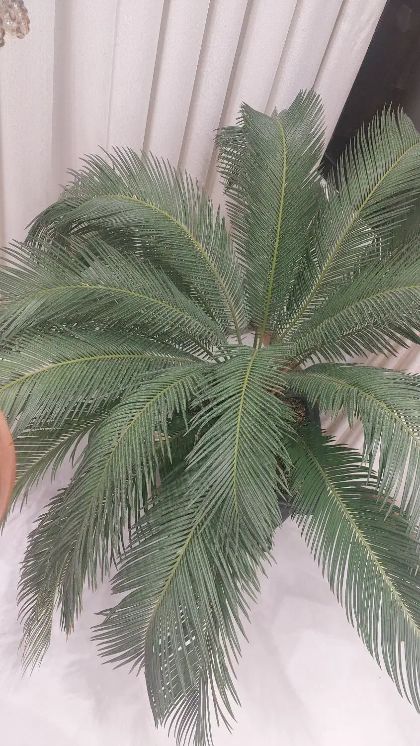 گل سیکاس دو عدد|گل و گیاه طبیعی|مشهد, شهرآرا|دیوار