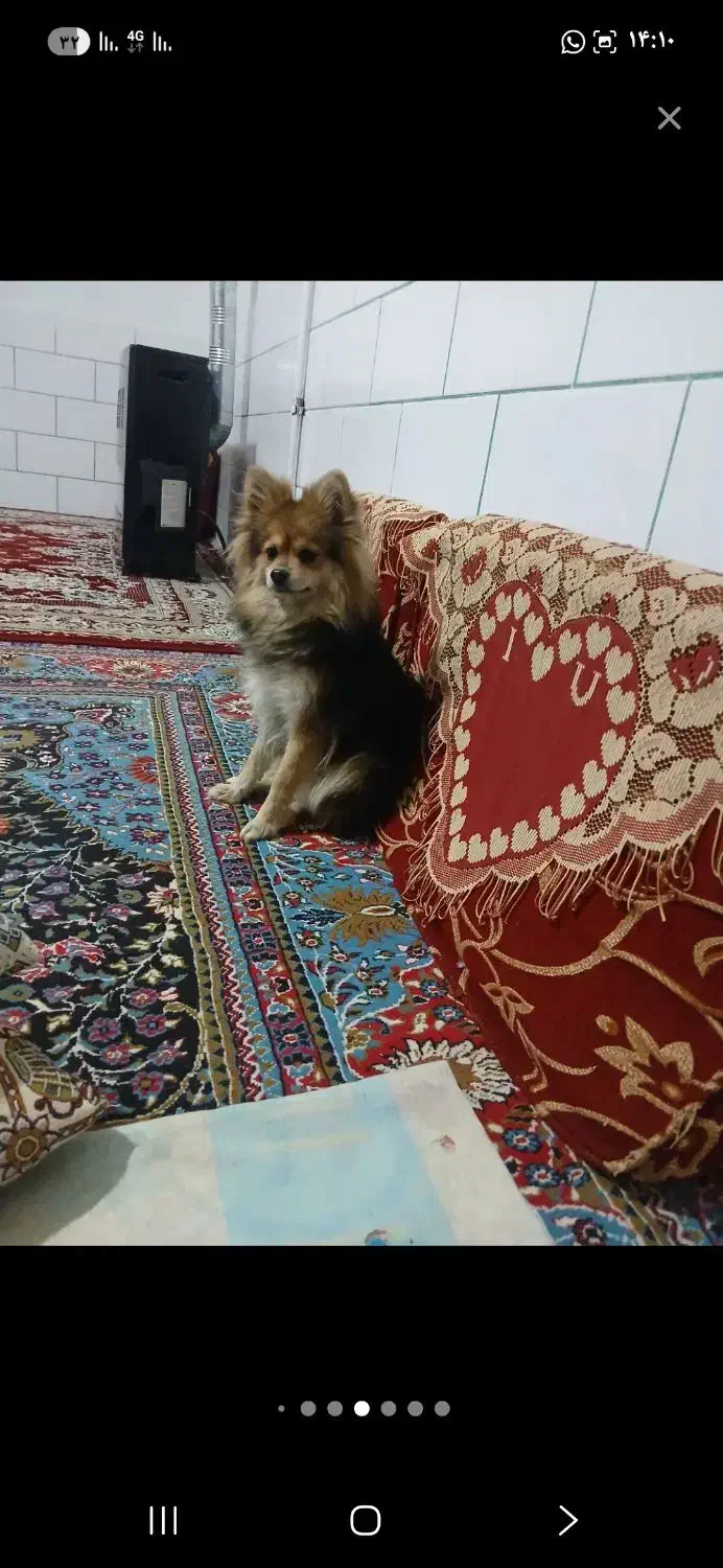 سگ پامر دم روباهی|سگ|کرمان, |دیوار