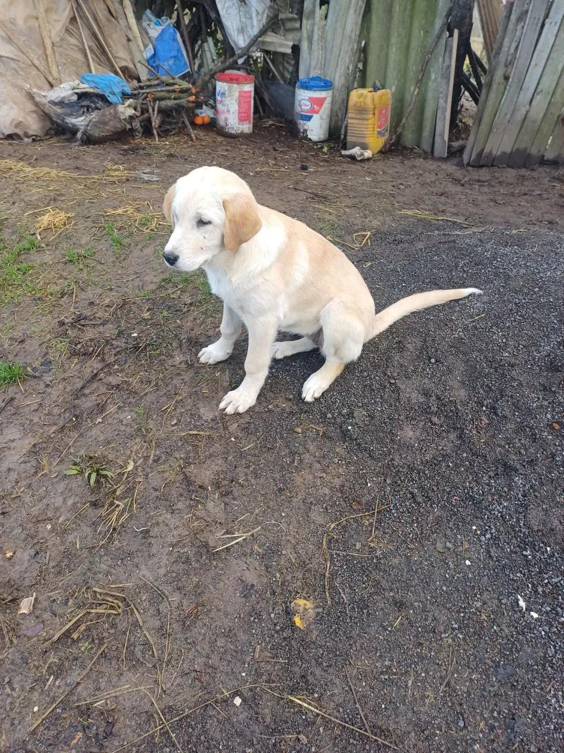 سگ پژدر|سگ|رودبنه, |دیوار