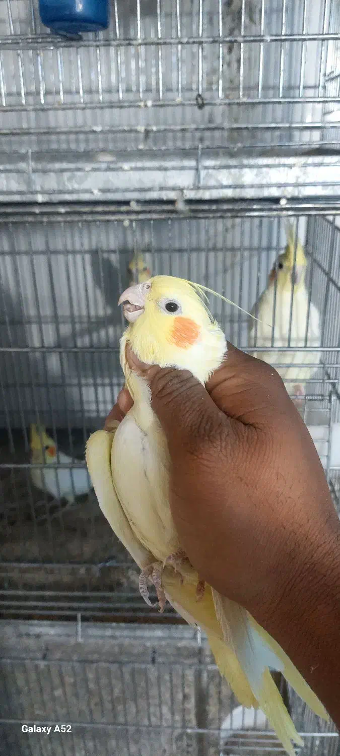 جفت عروس|پرنده|بافق, |دیوار