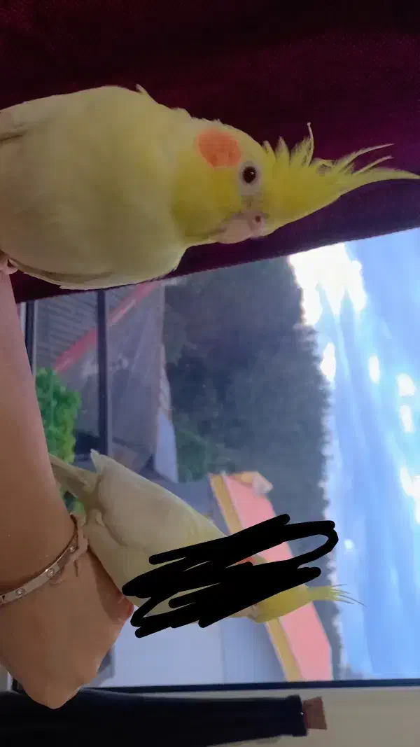 عروس هلندی|پرنده|املش, |دیوار