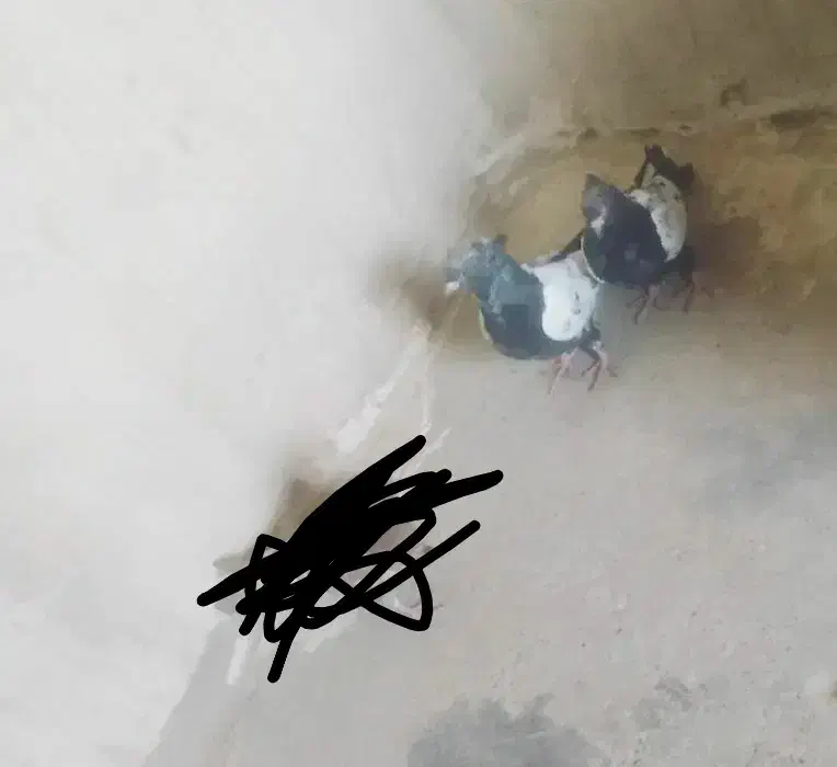 کبوتر سینه ای|پرنده|زابل, |دیوار