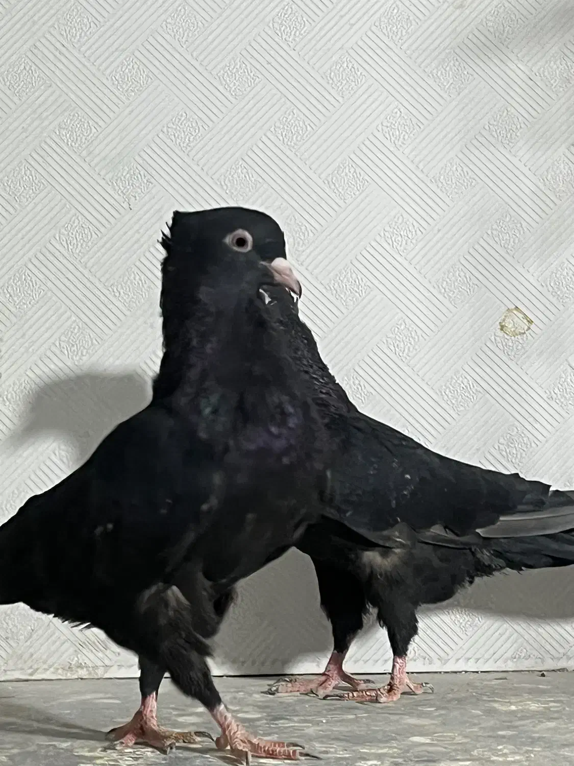 سینه ای|پرنده|اهواز, پادادشهر|دیوار