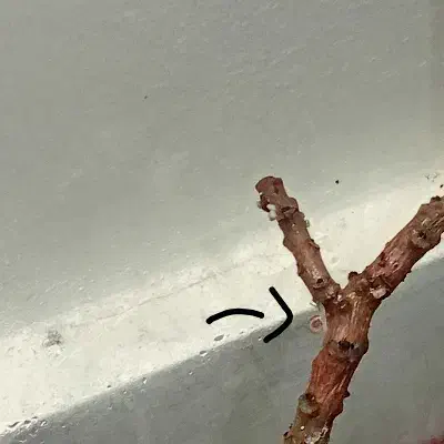 چند عدد بچه حلزون|خزنده|کاشان, شهرک ۲۲ بهمن|دیوار