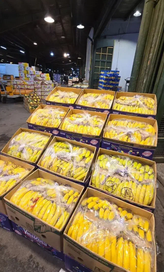 پخش میوه درجه یک مراسم تولد نامزدی عروسی ختم|خدمات پذیرایی، مراسم|فردیس, ثابتی|دیوار