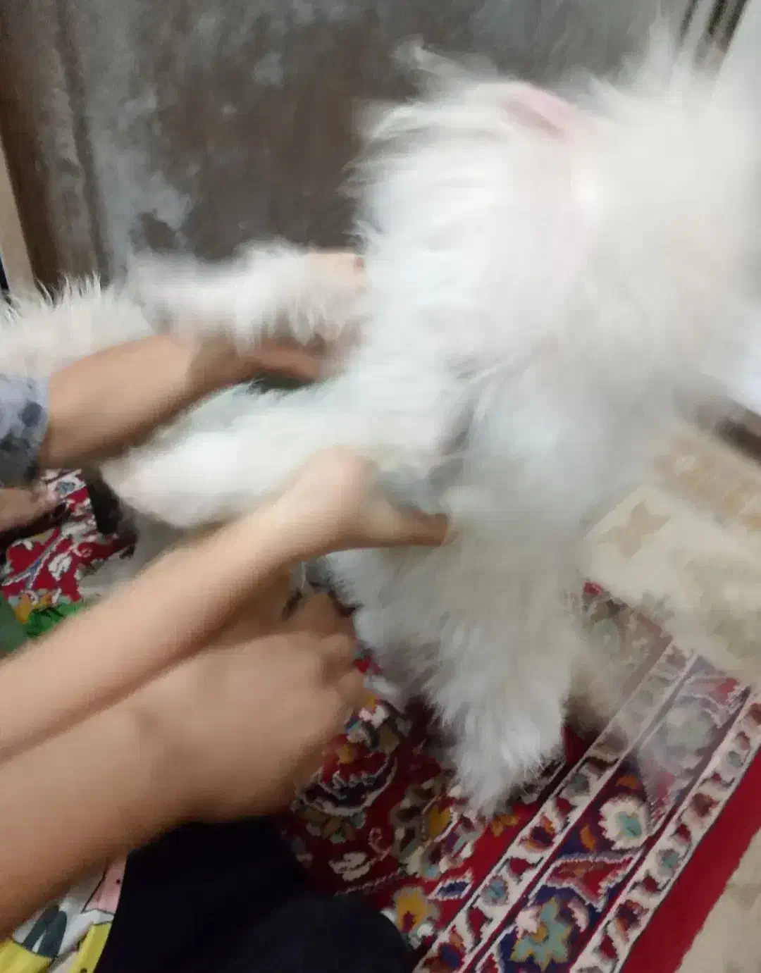 سگ شیتزو اری معاوضه میکنم|سگ|آزادشهر, |دیوار