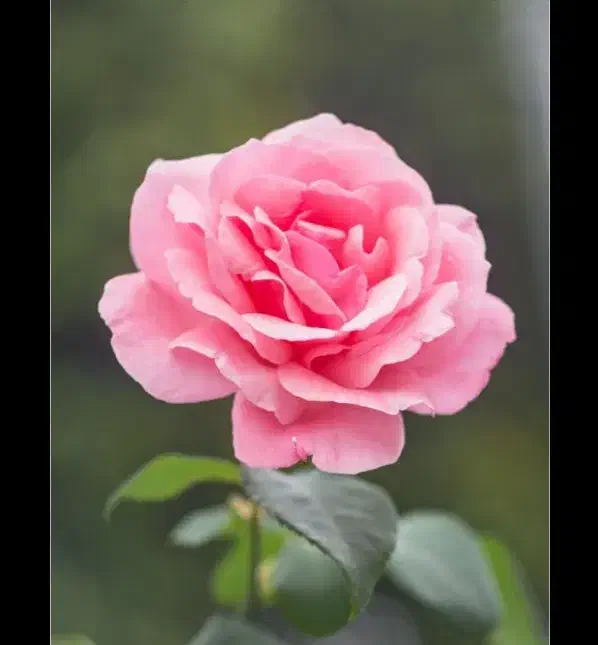 سرویس بانوان|خدمات حمل و نقل|مسجد سلیمان, |دیوار