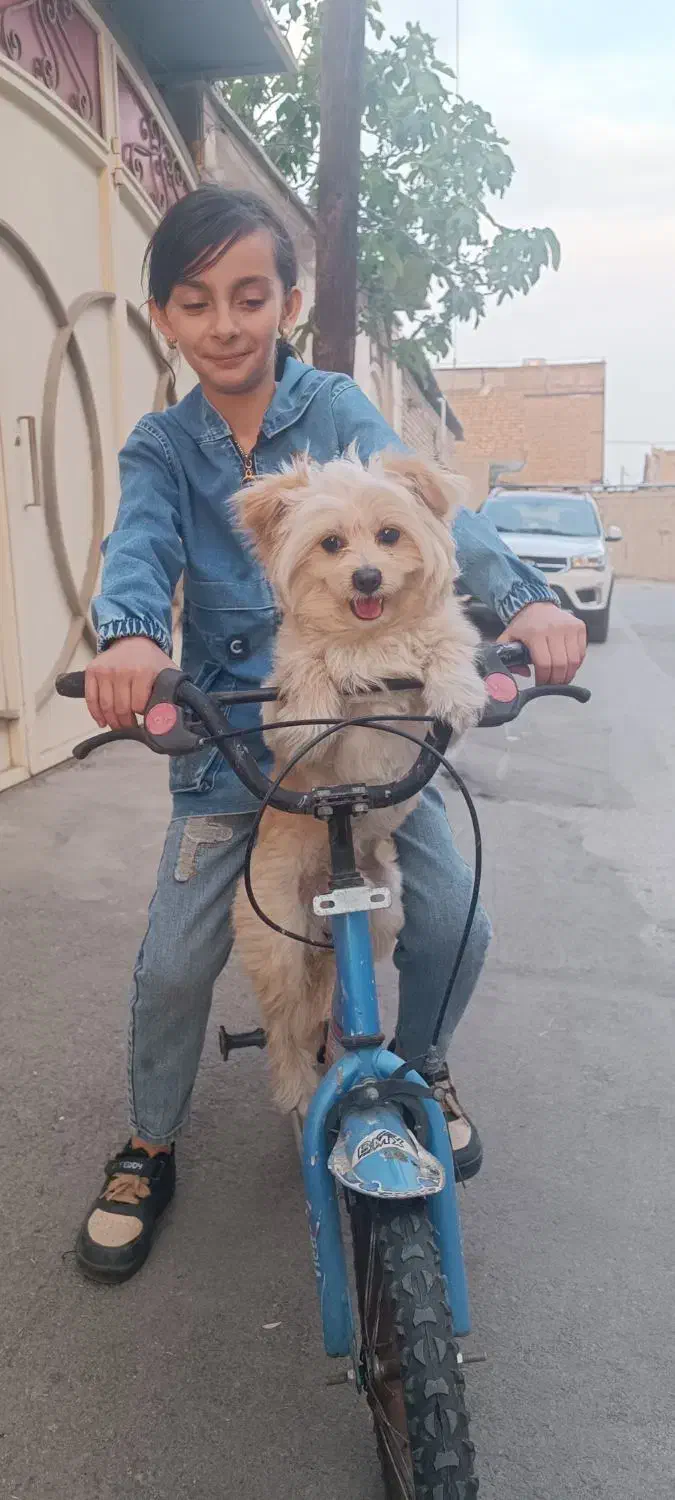 سگ دورگه اشپیتز پامر|سگ|لنجان, |دیوار