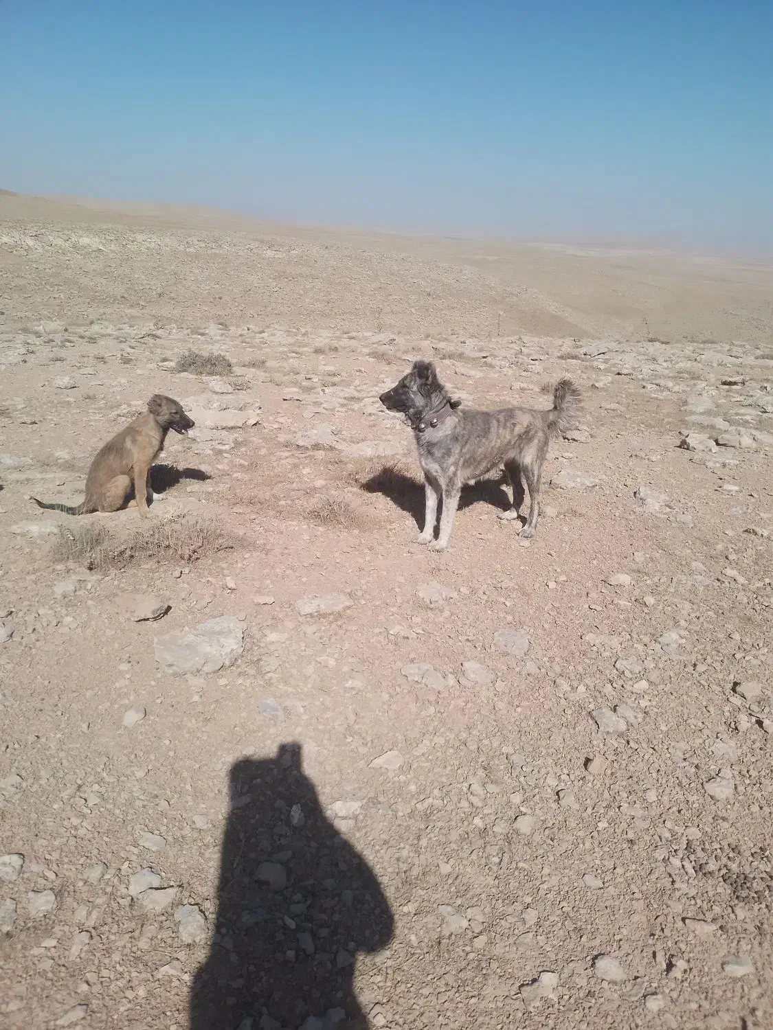 فروش سگ گله|سگ|پیشخور, |دیوار