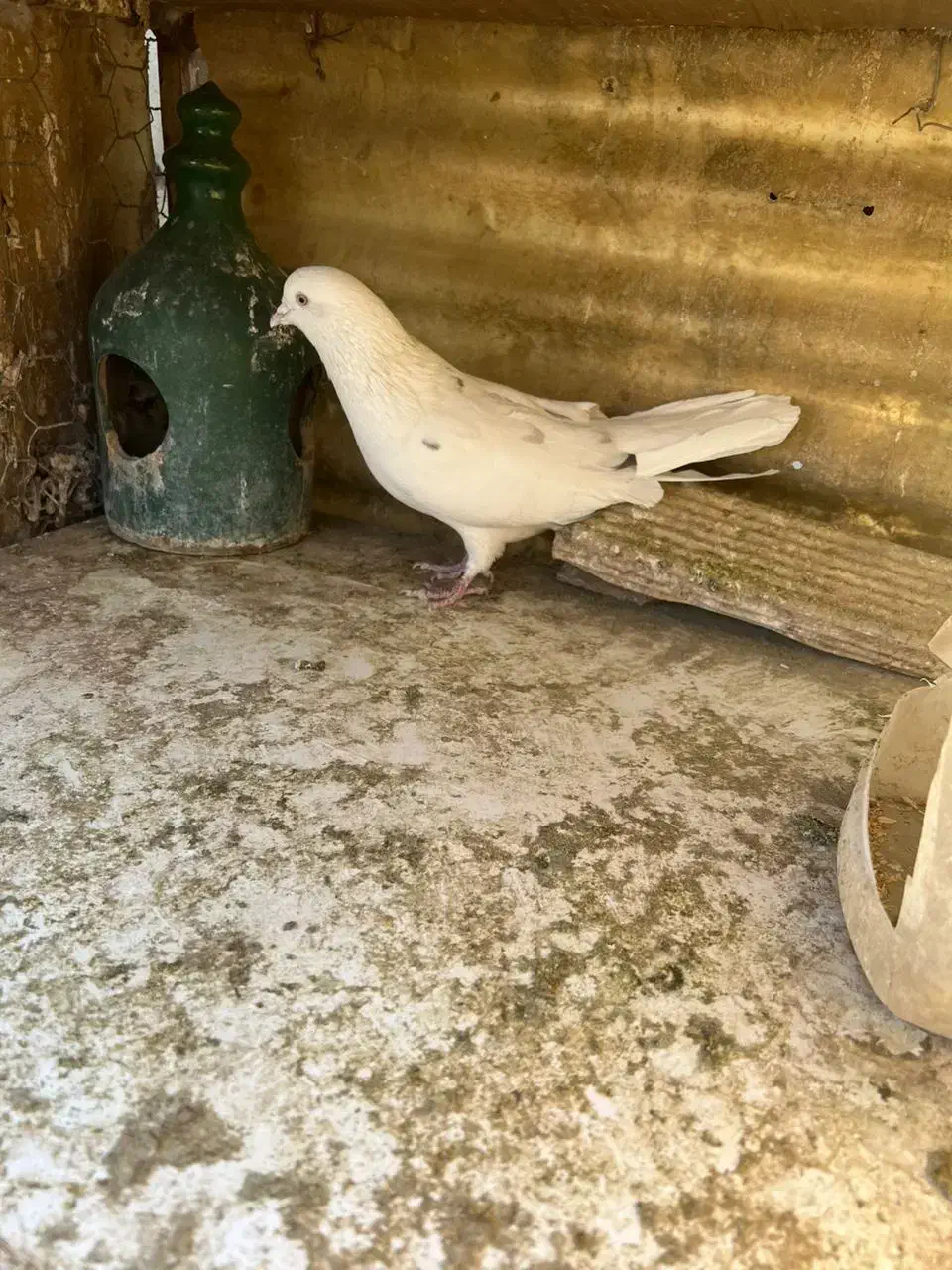کبوتران همه یکجا دونه ای ۴۰۰ هزارتومان|پرنده|تهران, شهرک شریعتی|دیوار