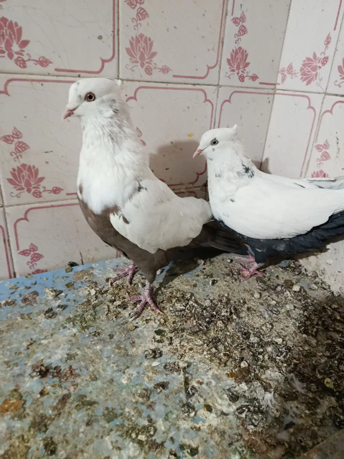 کبوتر|پرنده|آباده, |دیوار