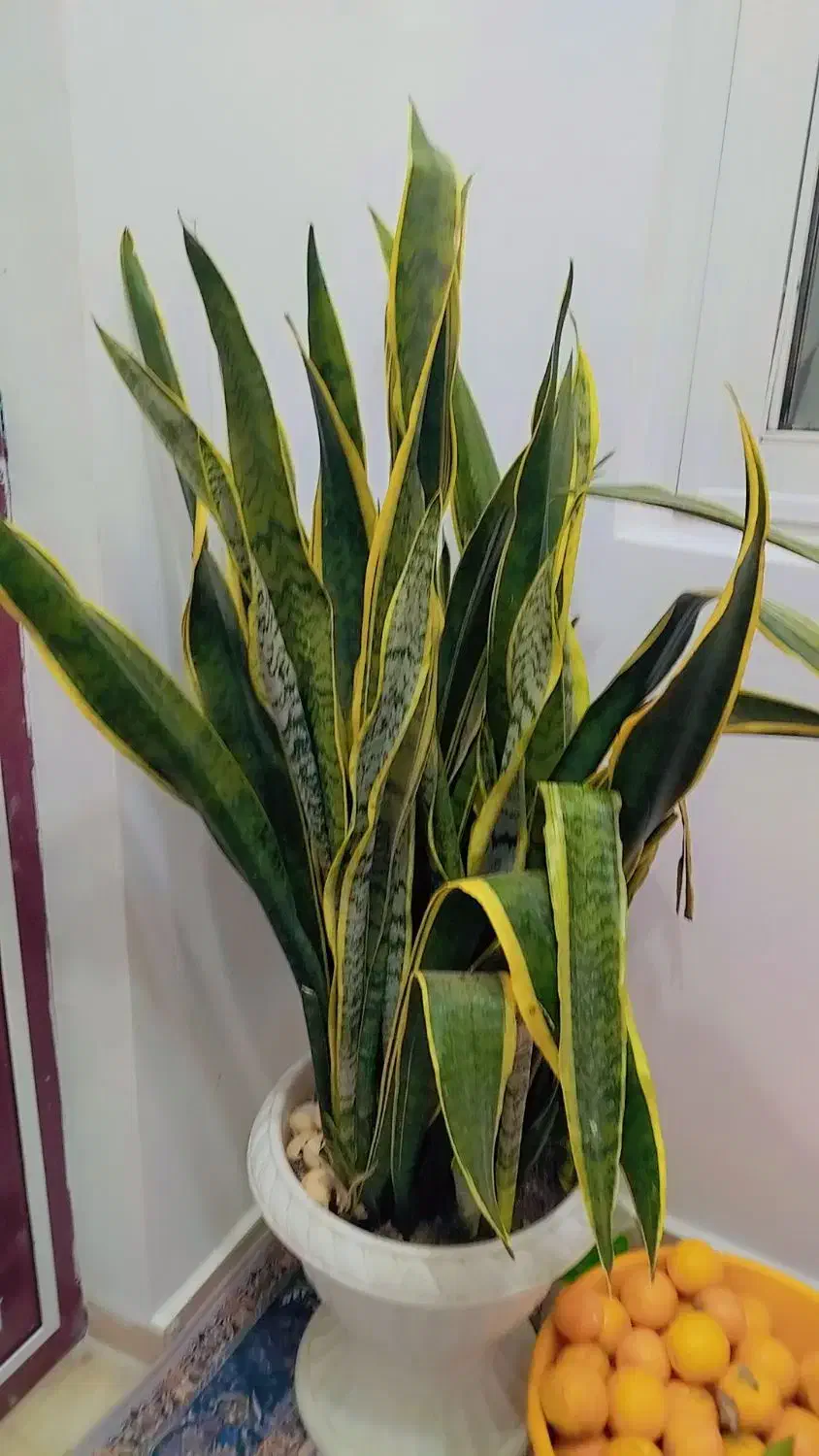 گل سانسوریا|گل و گیاه طبیعی|کوچصفهان, |دیوار