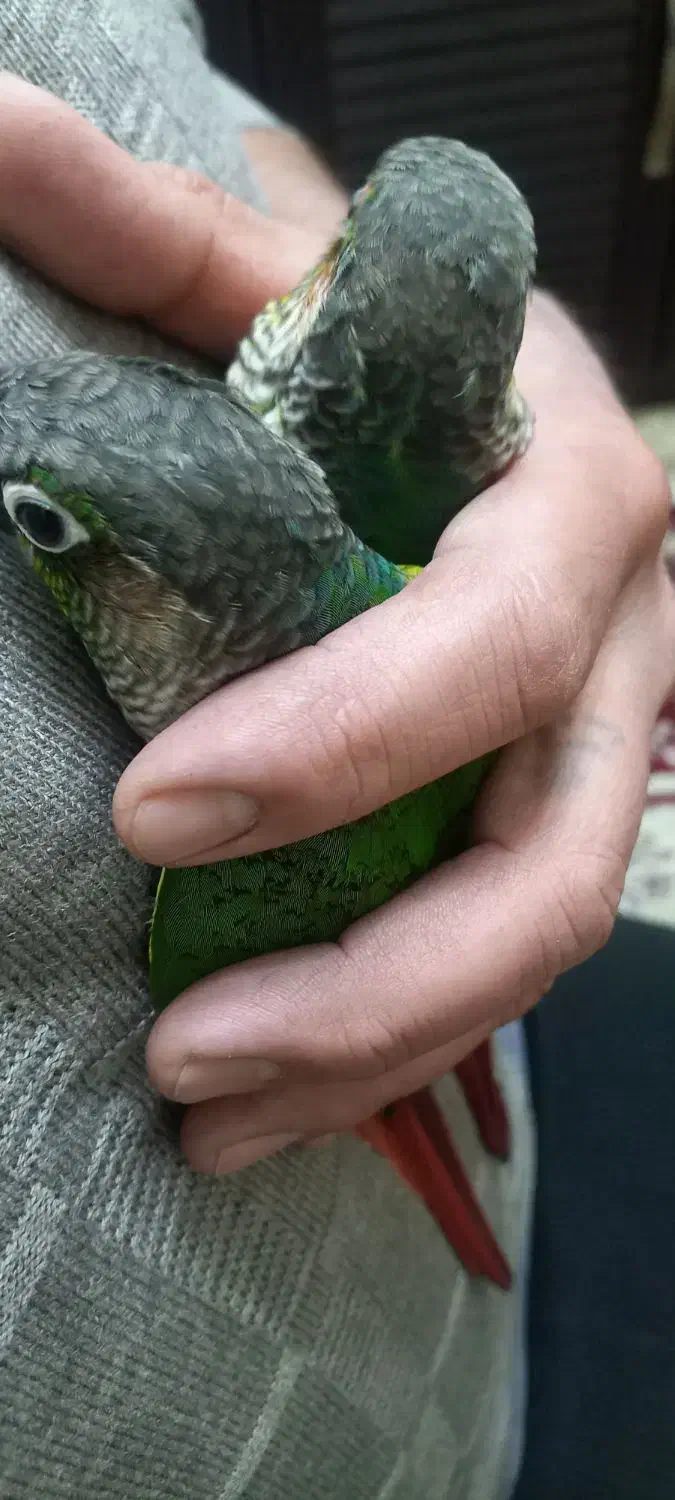 طوطی گرینچیک|پرنده|تهران, شکیبا|دیوار