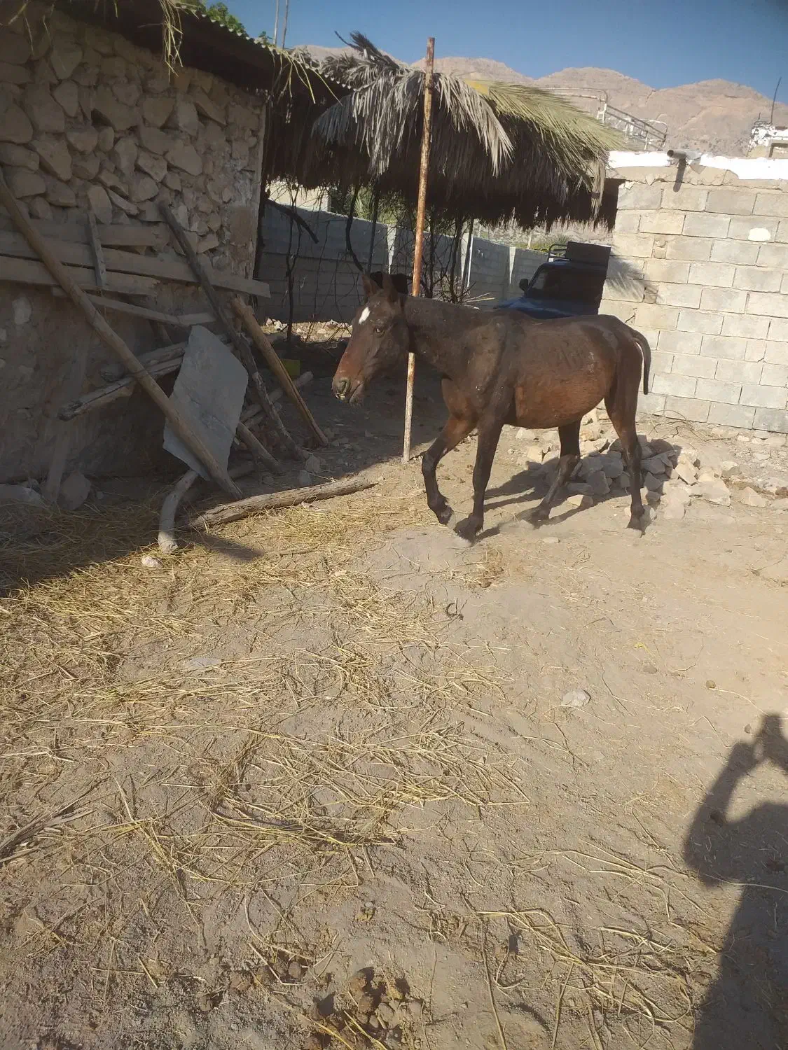 اسب نریان دو ساله|اسب و تجهیزات اسب‌سواری|جره و بالاده, |دیوار