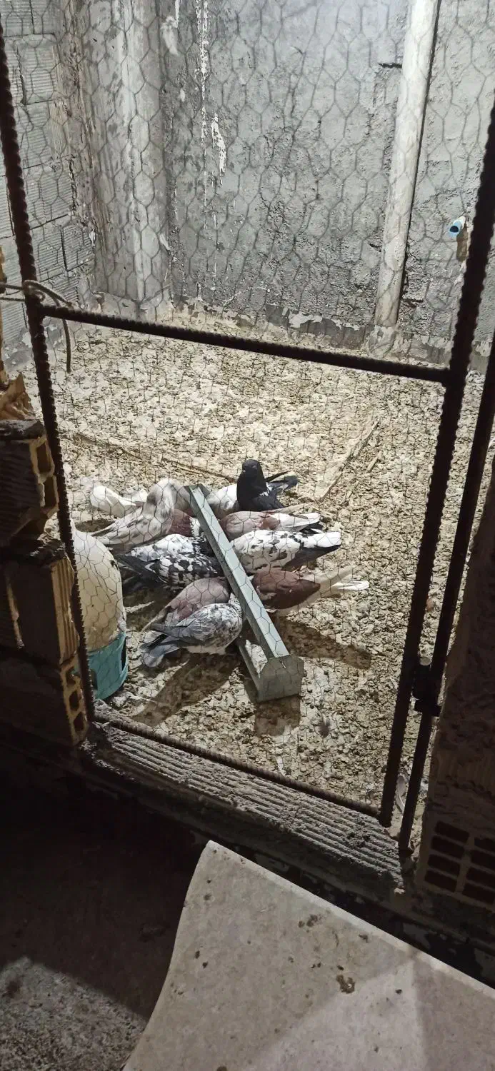 کبوتر تهرانی|پرنده|مبارکه, |دیوار