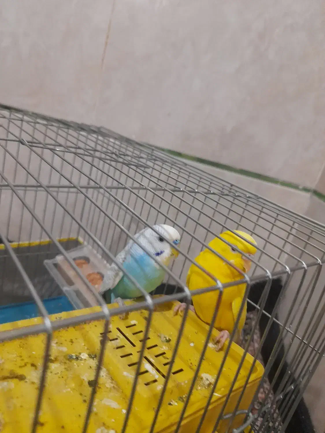 مرغ عشق معاوضه با قناری و عروس هلندی|پرنده|بم, |دیوار