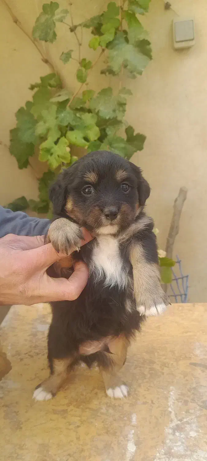 فروش توله سگ فانتزی ترییر|سگ|شیراز, شهرک امیر کبیر|دیوار