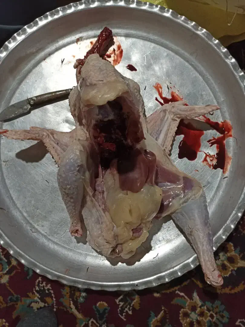 بوقلمون طبیعی|حیوانات مزرعه|مریوان, |دیوار