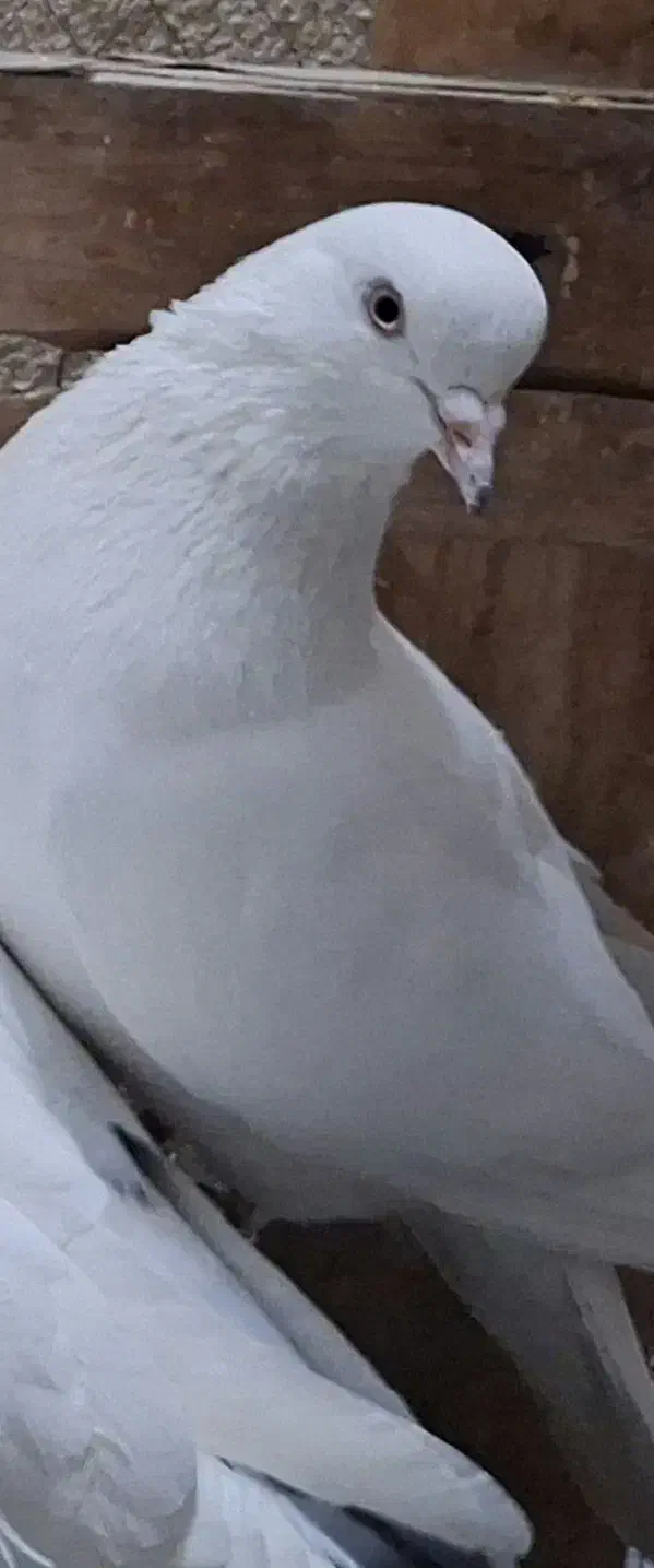 کفتر ماده|پرنده|شاهین‌شهر, فدک|دیوار