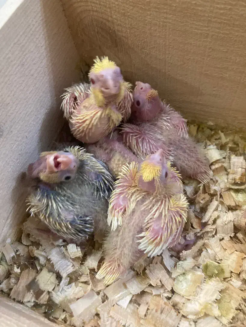 جوجه عروس سرلاکی(بالغ و جفت مولد)|پرنده|رشت, یخسازی|دیوار