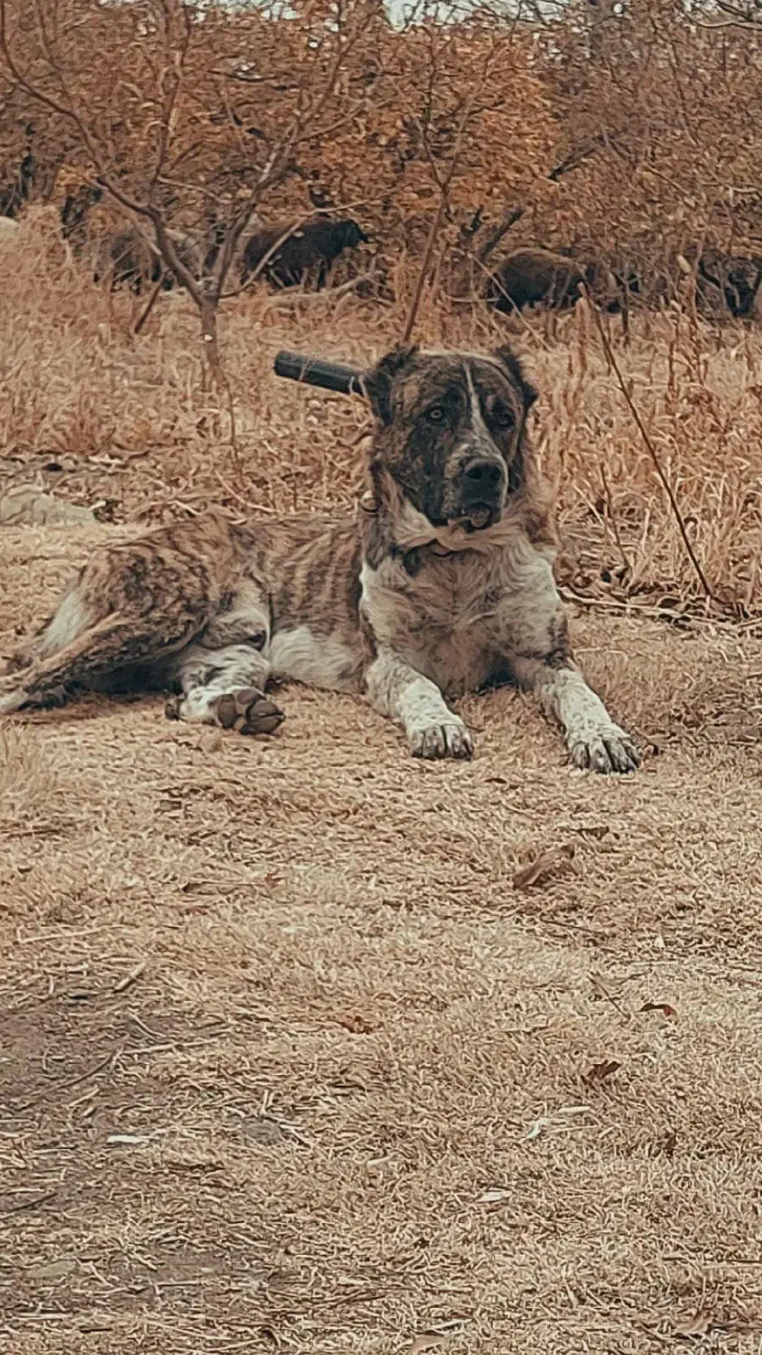 سگ گله ای|سگ|بوئین زهرا, |دیوار