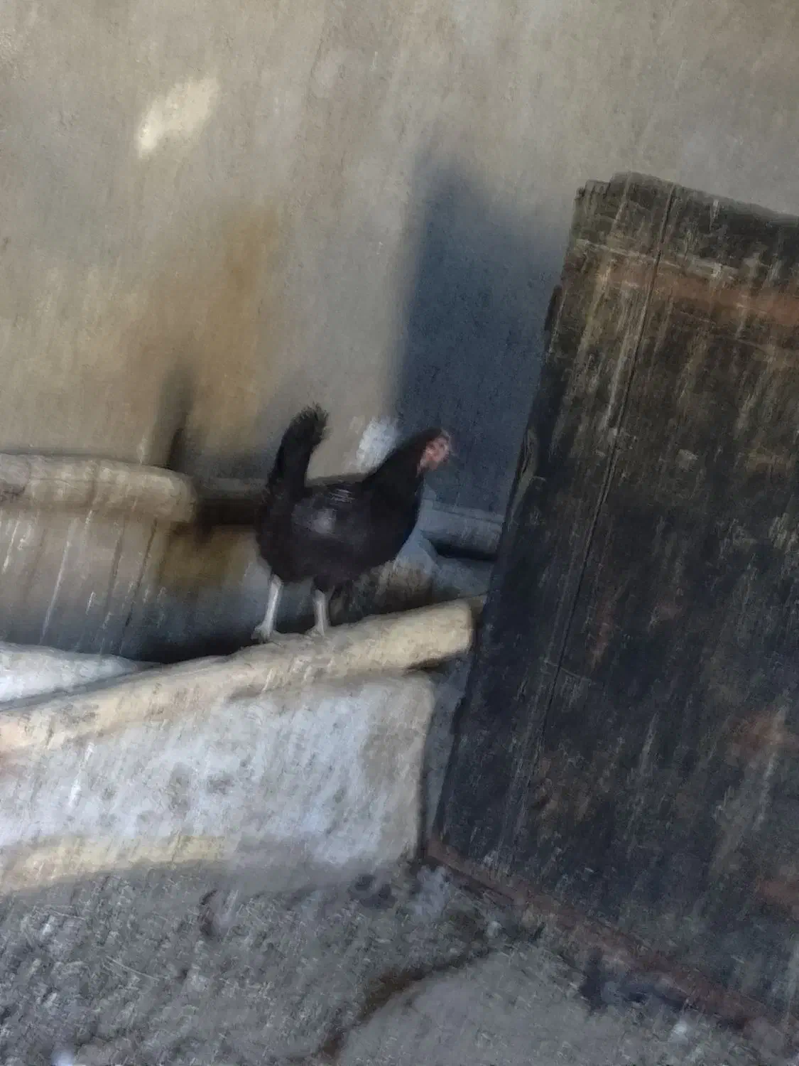 فروش مرغ تخمگذار|حیوانات مزرعه|ازنا, |دیوار