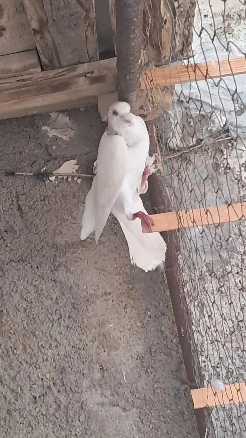 سار|پرنده|بجنورد, |دیوار