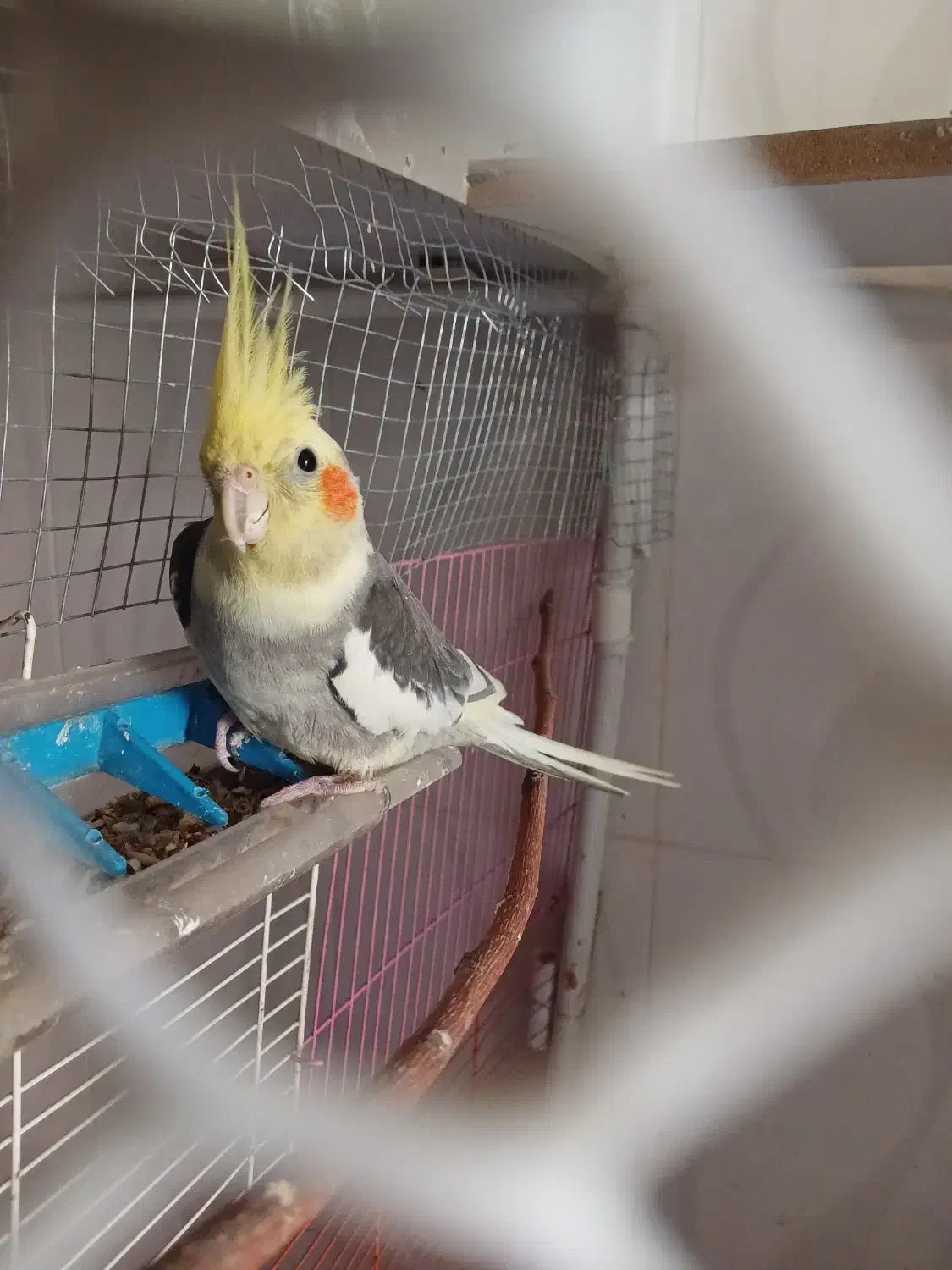 عروس هلندی|پرنده|سیرجان, |دیوار