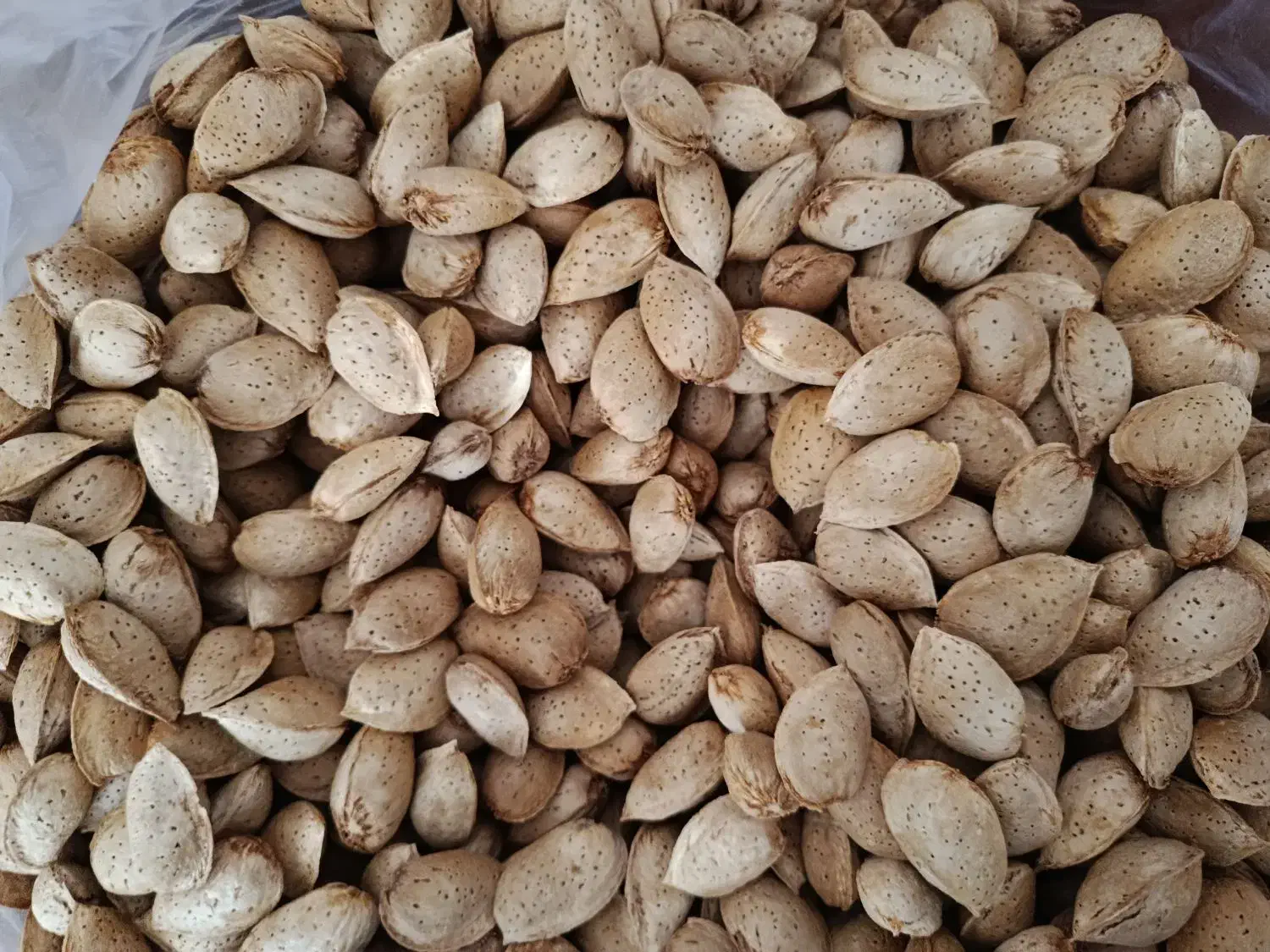 بادام نیمه کاغذی و سنگی|خوردنی و آشامیدنی|ماکو, |دیوار