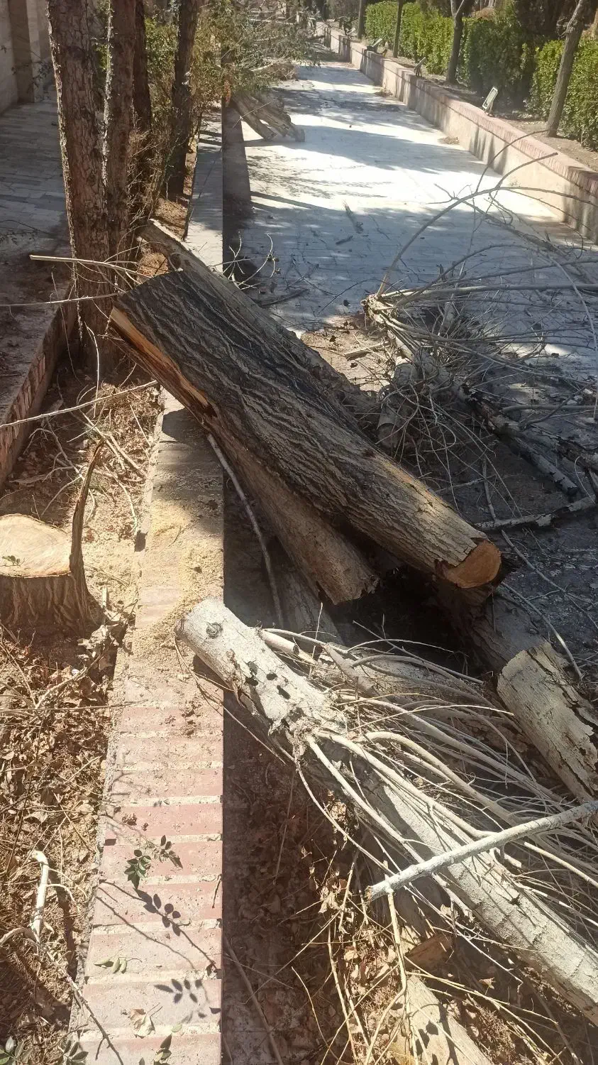 هرس ودرختکاری|خدمات باغبانی و درختکاری|کرمان, |دیوار