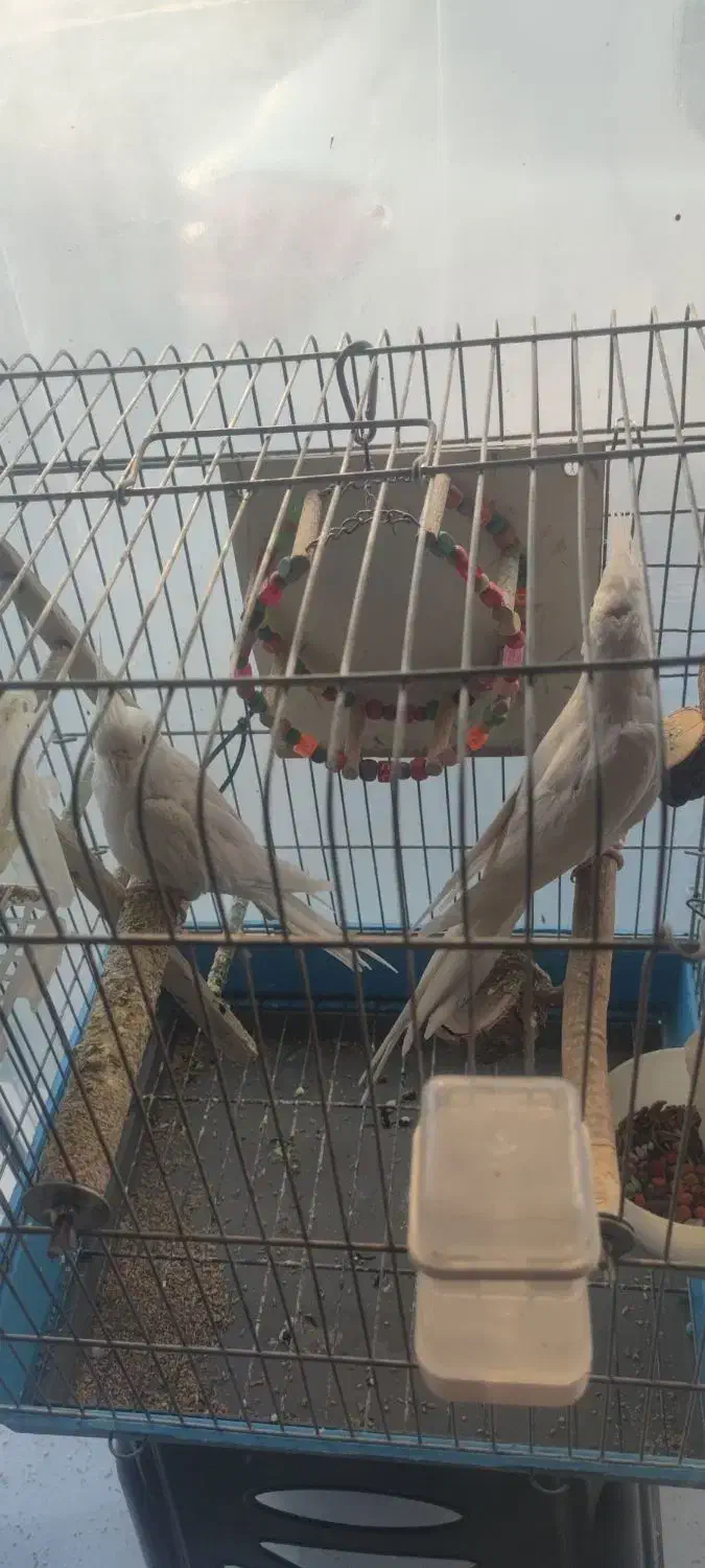 عروس هلندی آلبینو خالص|پرنده|کرج, حسینآباد|دیوار