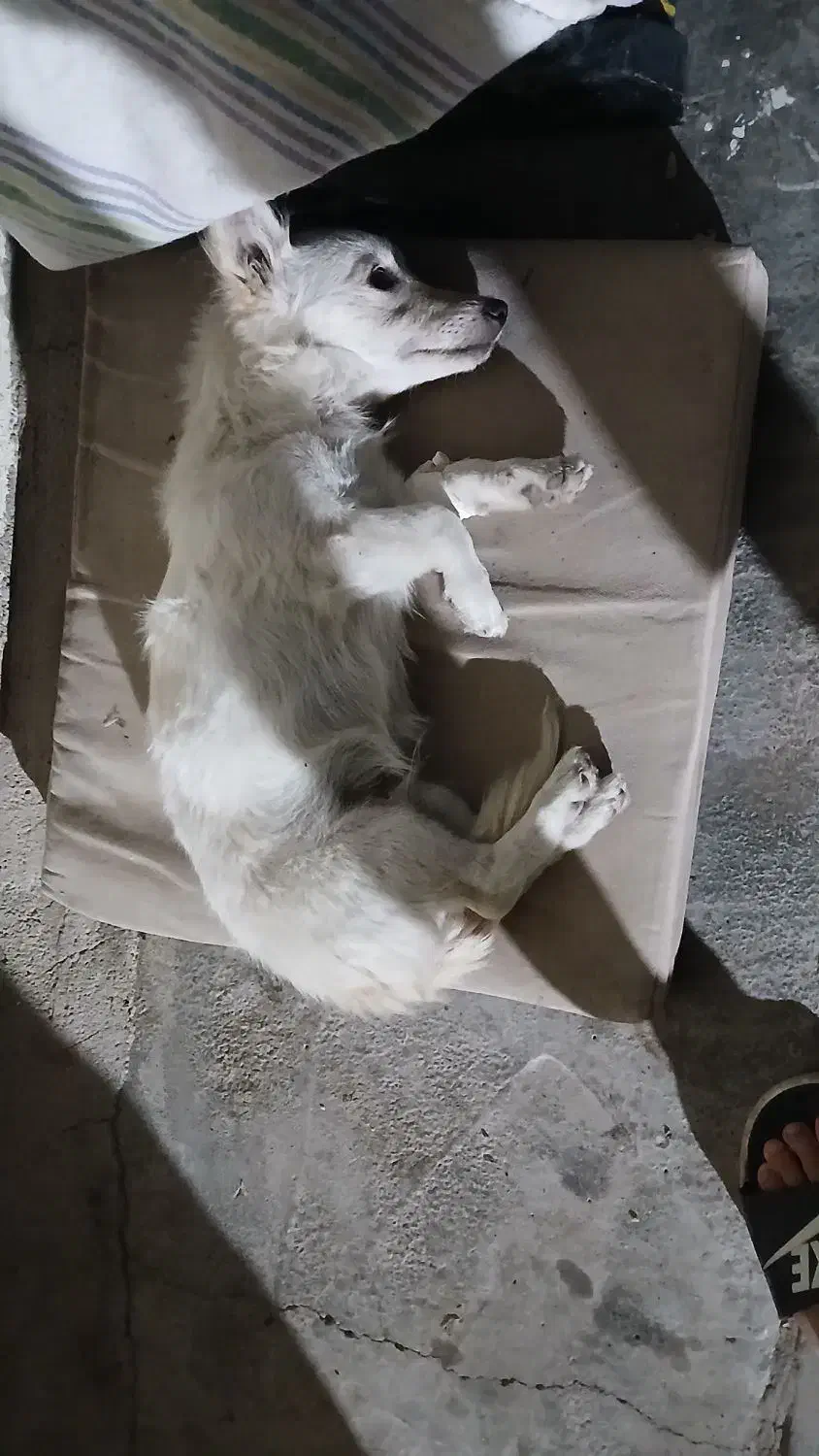 یک عدد سگ گمشده|سگ|محمدشهر, زیبادشت|دیوار