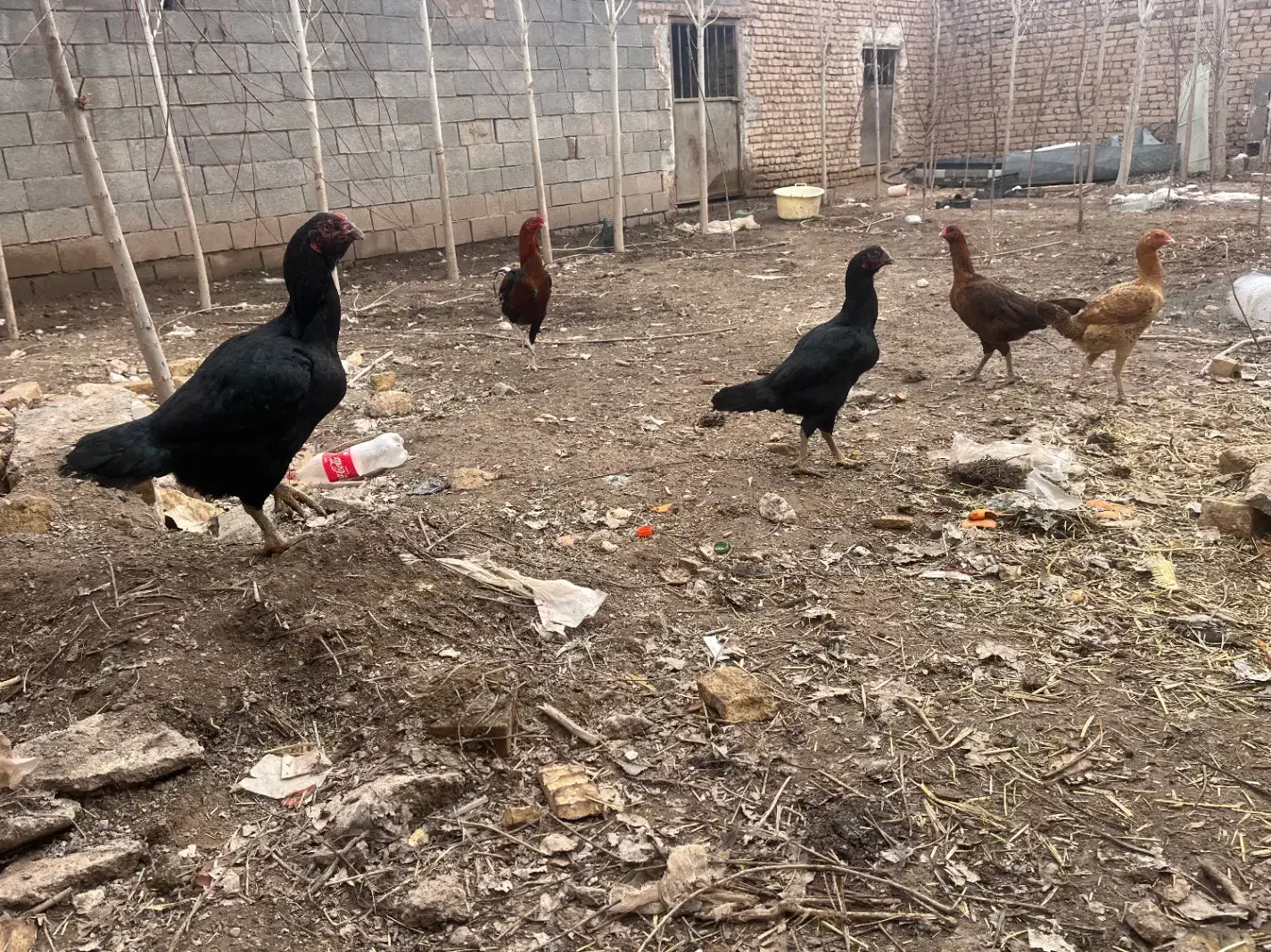 مرغ خروس لاری|حیوانات مزرعه|مشهد, فرخد|دیوار