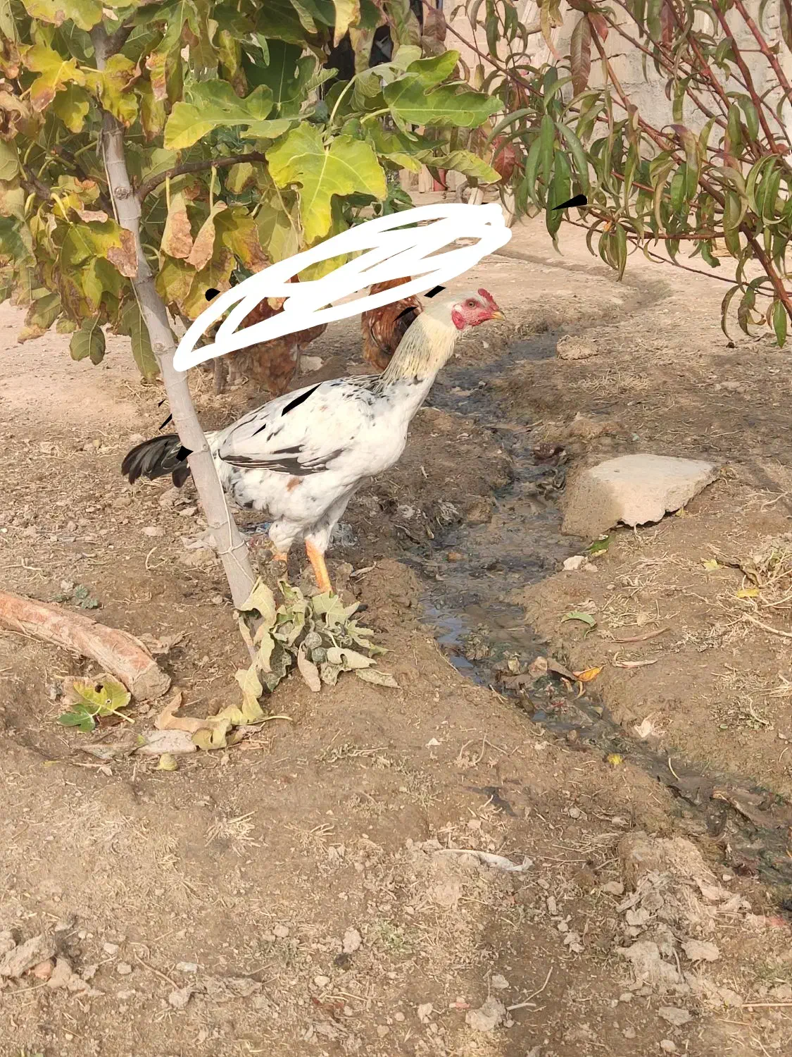 سه عدد جوجه خروس هفت ماهه|حیوانات مزرعه|لیلان, |دیوار