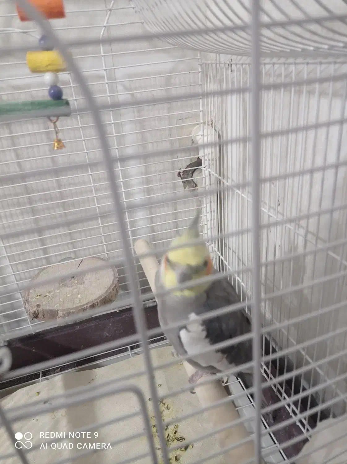 عروس هلندی|پرنده|قرچک, امین آباد|دیوار