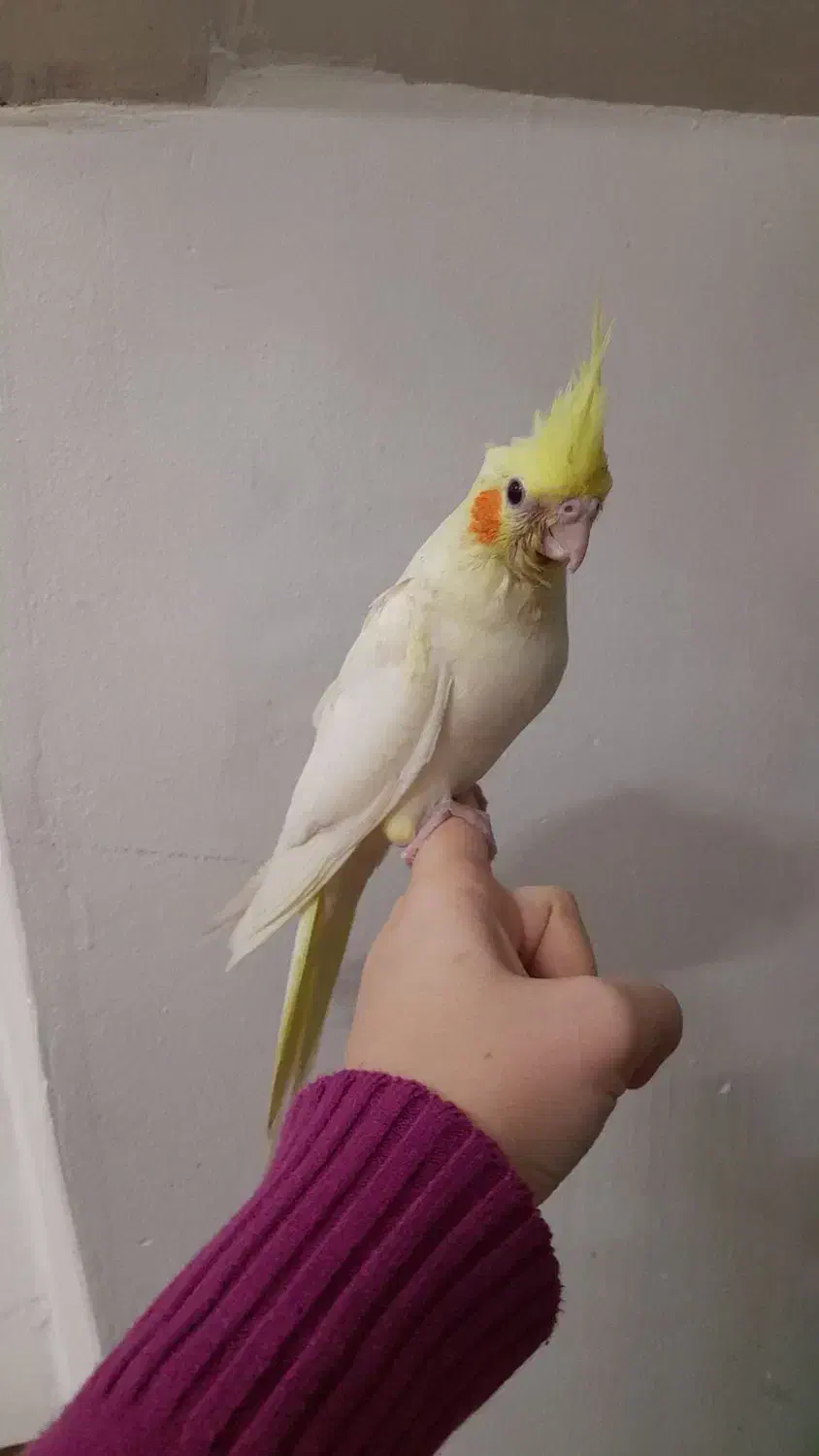 جوجه عروس هلندی|پرنده|دزفول, |دیوار