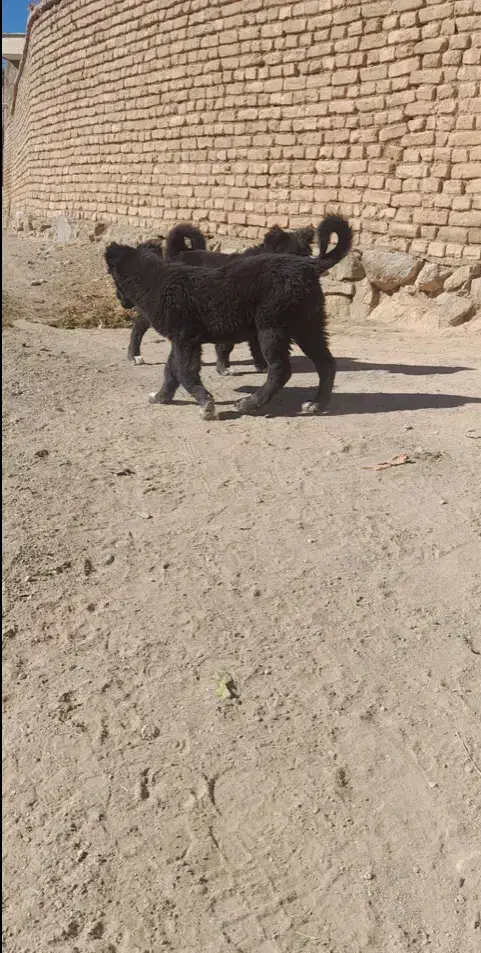 توله لاس قدرحونی|سگ|داران, |دیوار