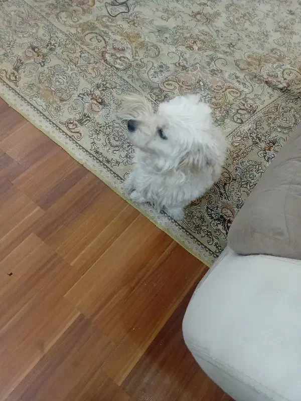 این سگ تربیت شدس واقعا شیتزو اصله و واقعا حرفه ای|سگ|پرند, فاز ۵|دیوار