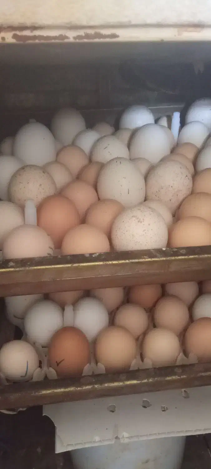 تخم مرغ نطفه دار محلی|حیوانات مزرعه|تبریز, |دیوار