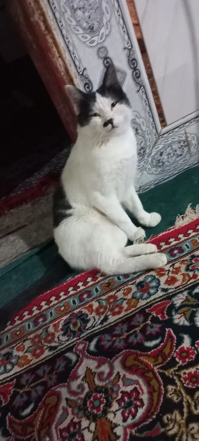 گربه فروشی|گربه|زابل, |دیوار