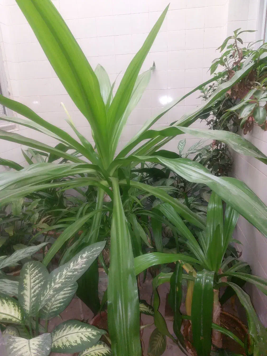 گل سوسن ۷ساله|گل و گیاه طبیعی|یزد, |دیوار