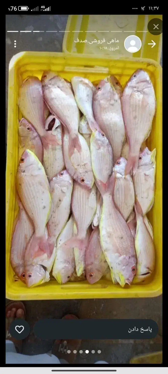 ماهی|ماهی|قشم, |دیوار